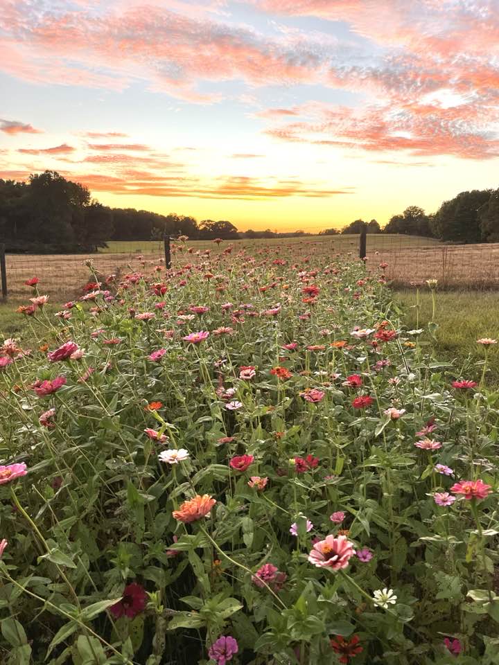 Sunset at the flower farm