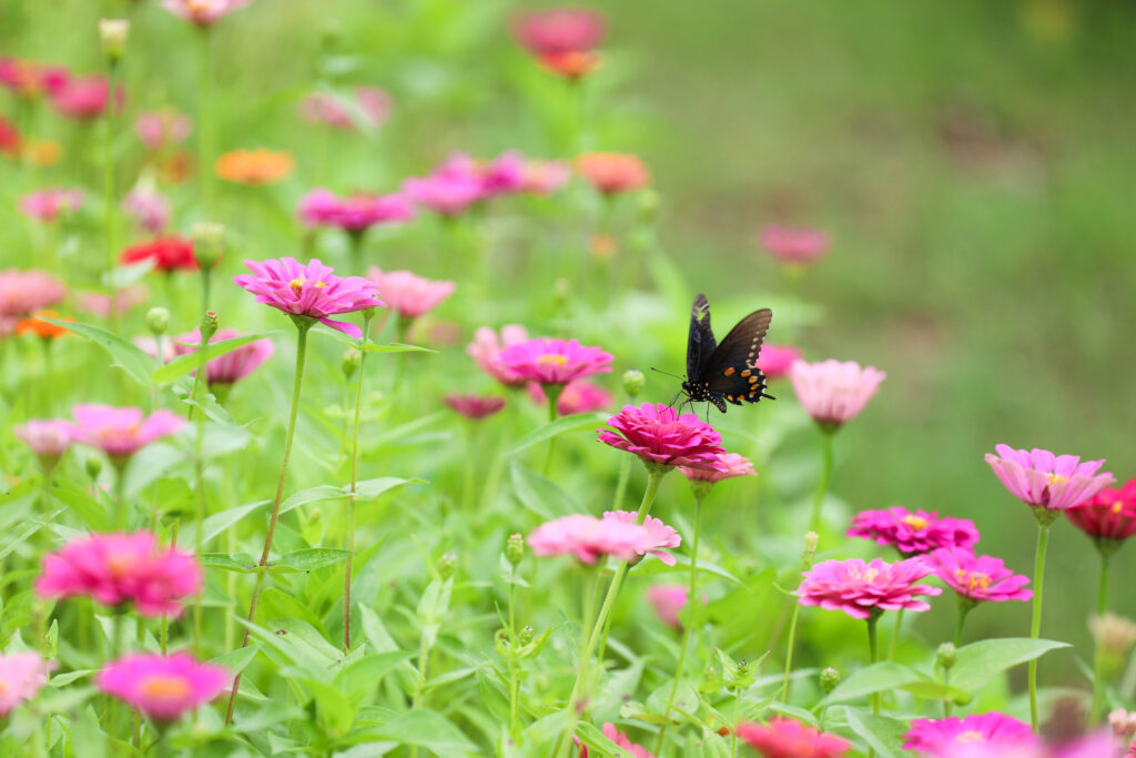 Flower Farm, Brooks, Ga 