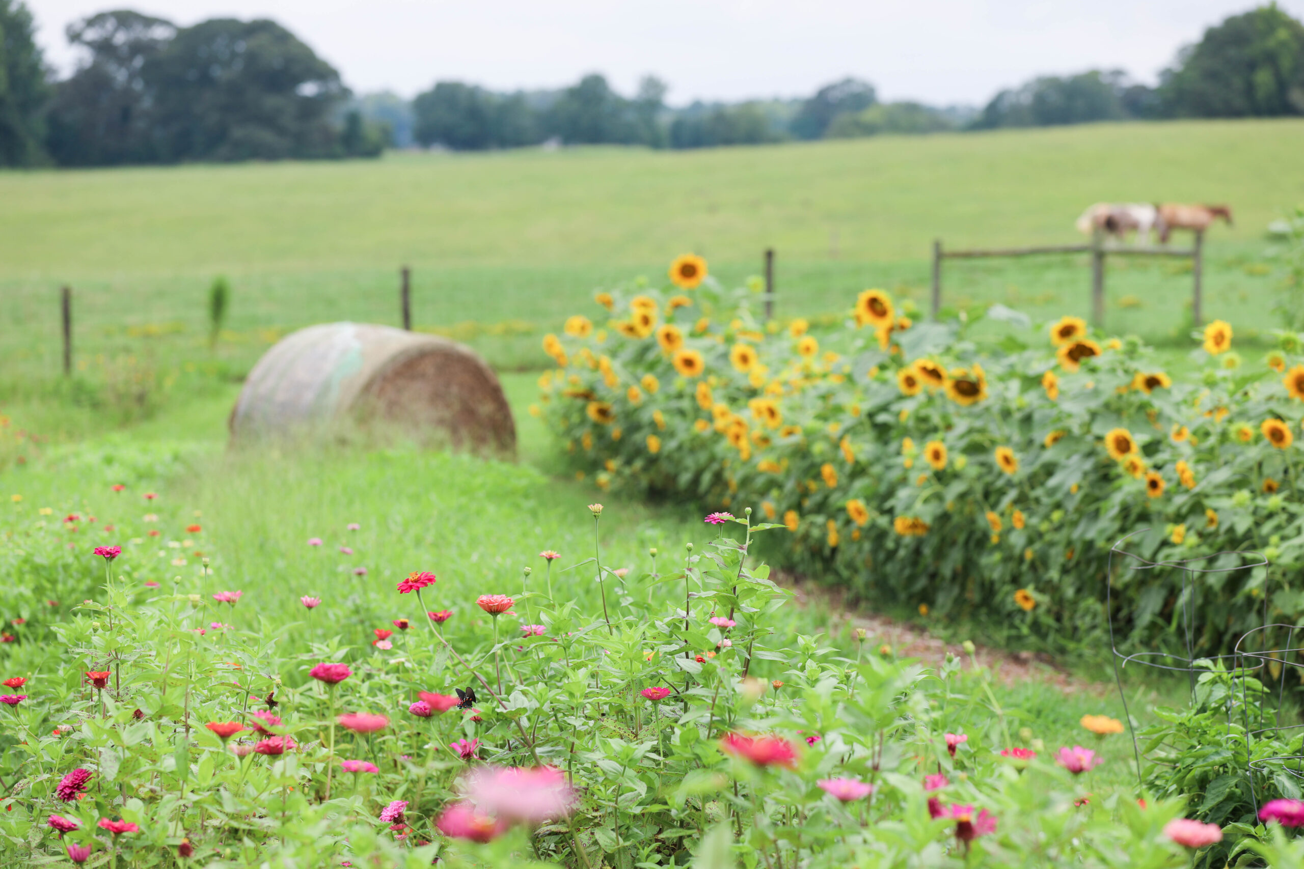 Vibrant flower field in full bloom at a peaceful farm, showcasing rows of colorful flowers under a bright sky