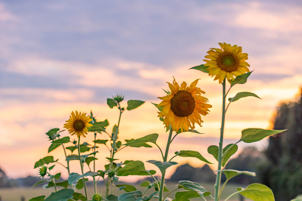 Sunflowers in the sunset at U-Pick Flower Farm, Brooks, GA