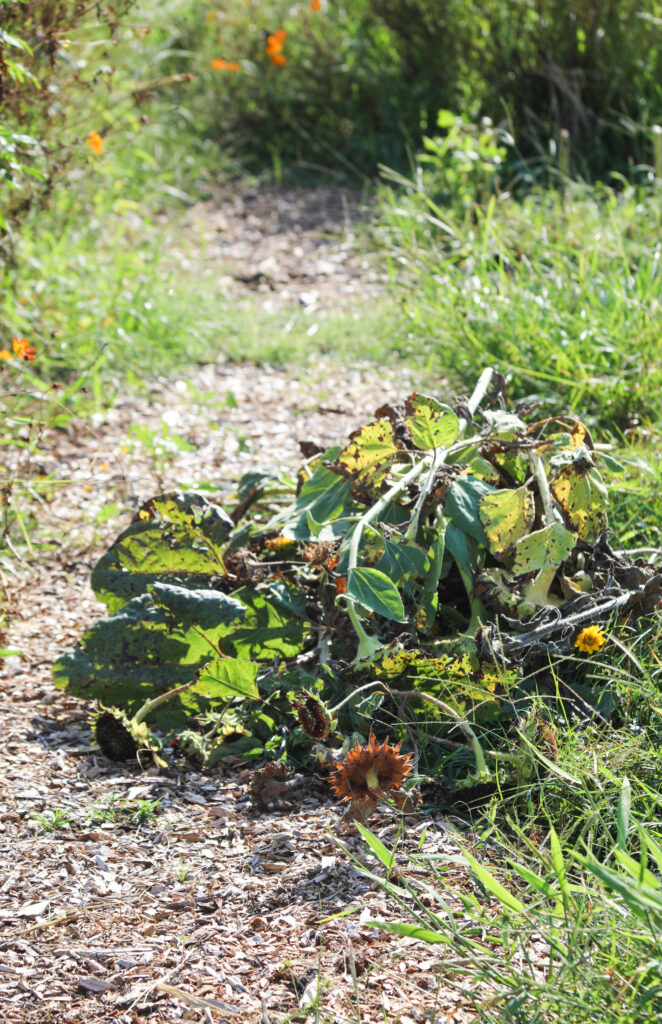 Brooks, GA flower farm dead flowers teaches life lessons