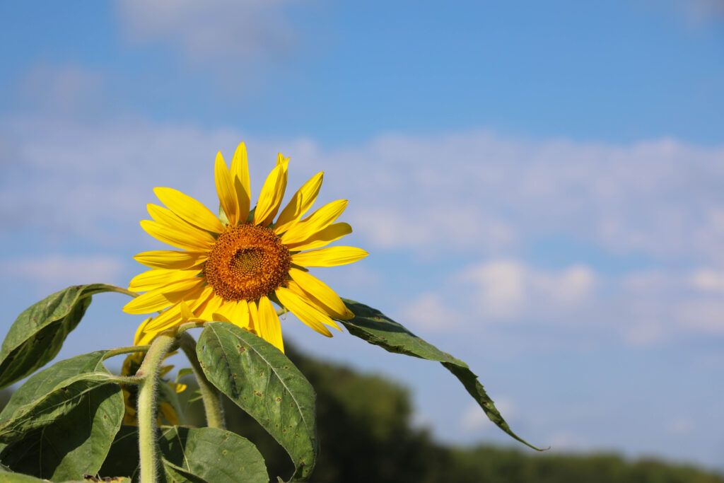 Beautiful sunflower against blue sky at U-Pick Flower Far, Brooks, GA 