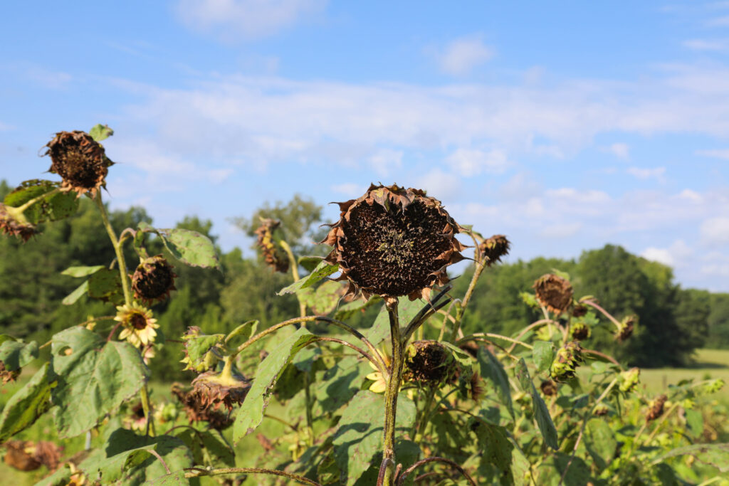 U-Pick Flower Farm, Brooks, GA  Gardening teaches us abot letting go with dead flowers 