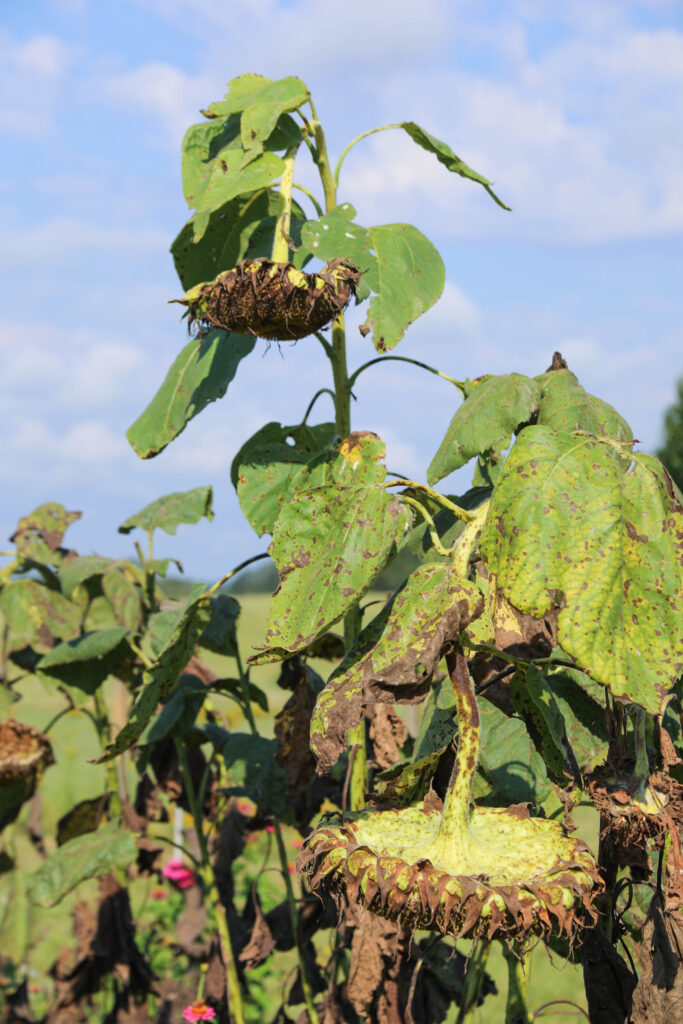 What gardening teaches us. The beauty of dead flowers at U-Pick Flower Farm, Brooks, GA 